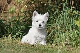 WESTIE 142